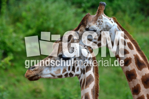 Giraffe_1 (2).jpg